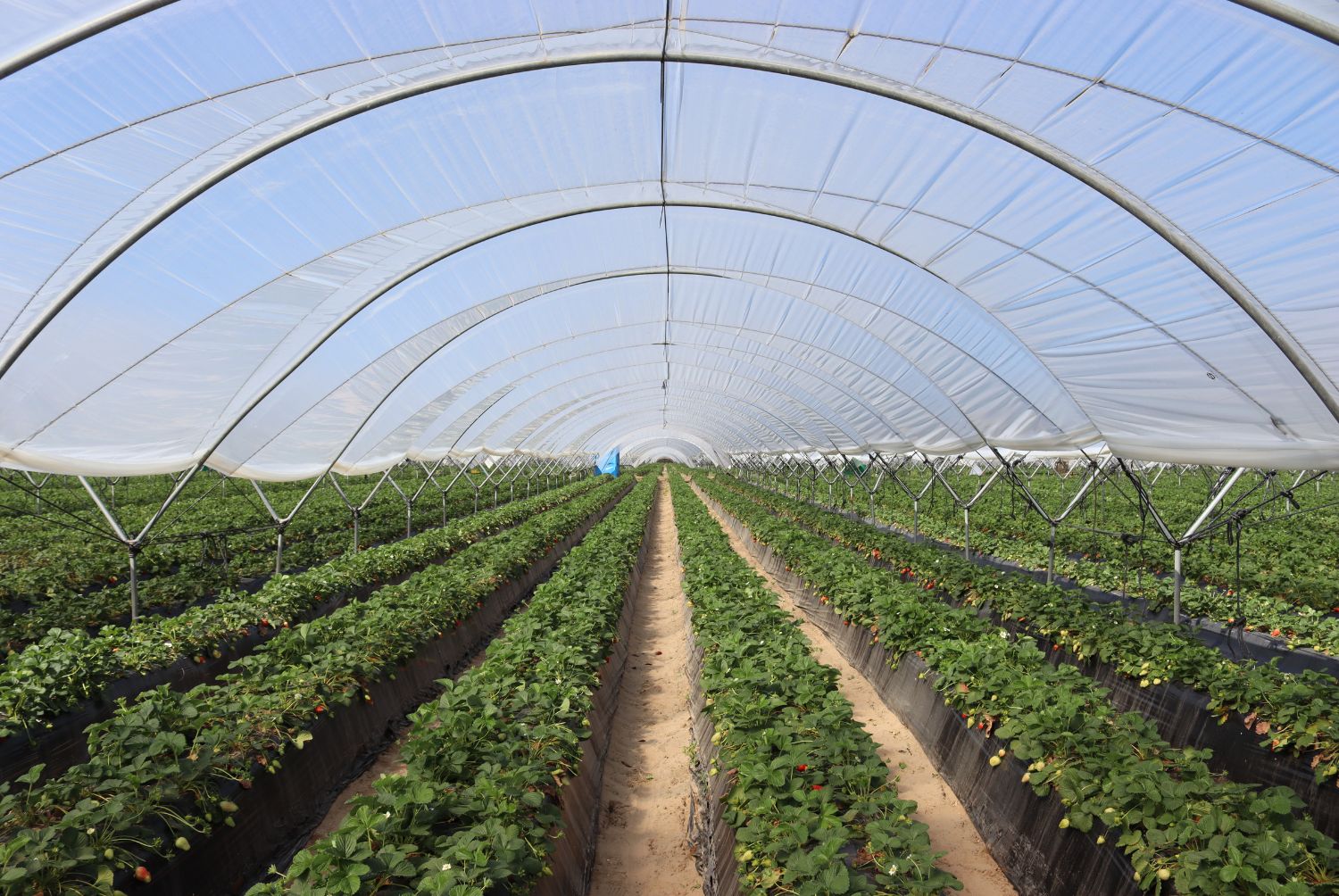Cultivo de la fresa invernadero