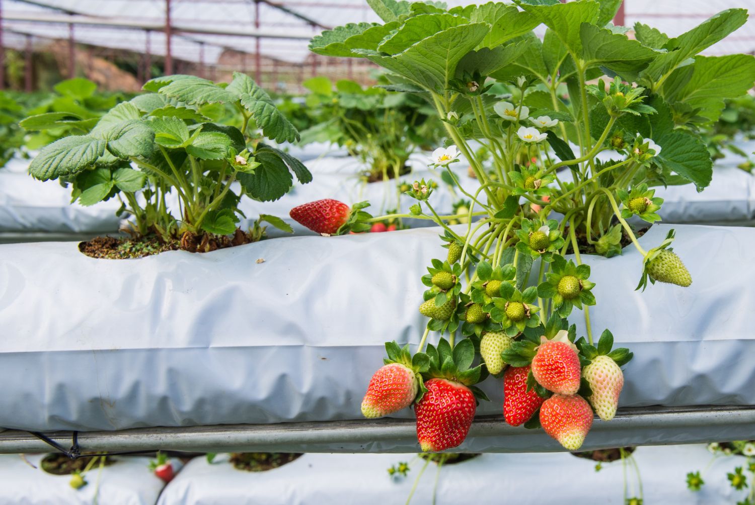 Cultivo de Fresas riego