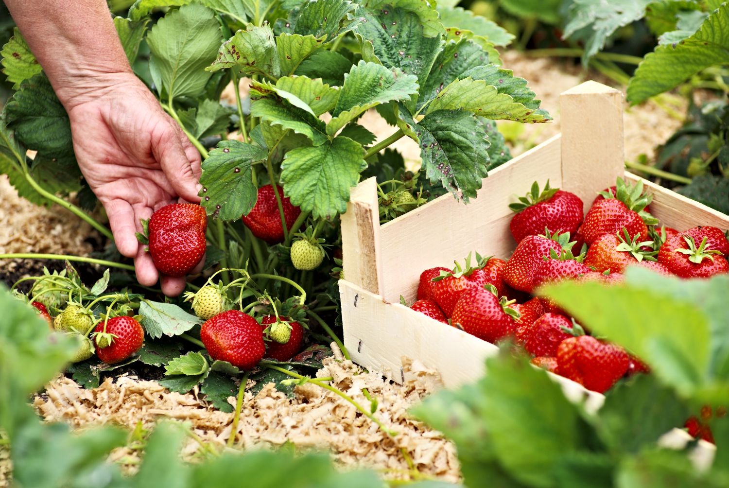tipos de fresas
