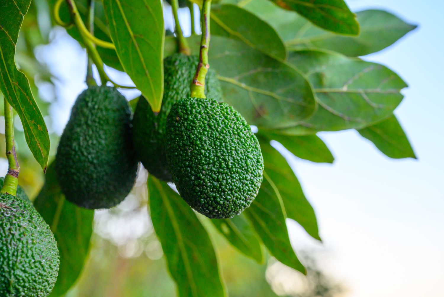 Cultivo de Aguacate