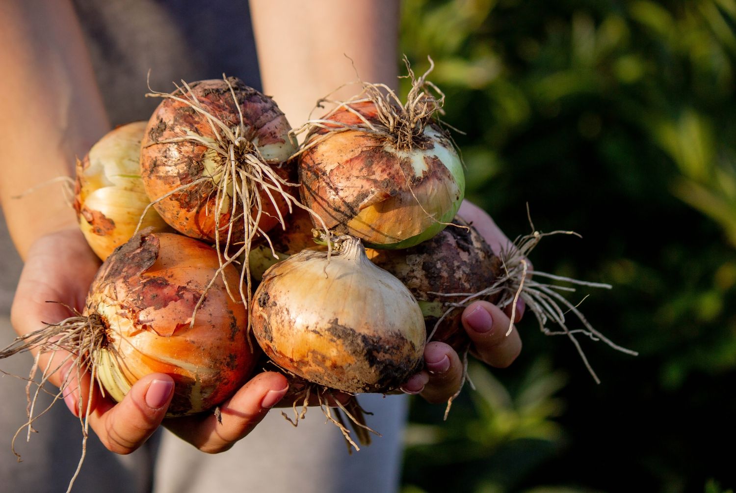 Cultivo de la Cebolla