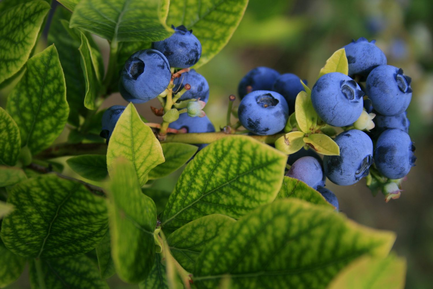Cultivo de arándanos