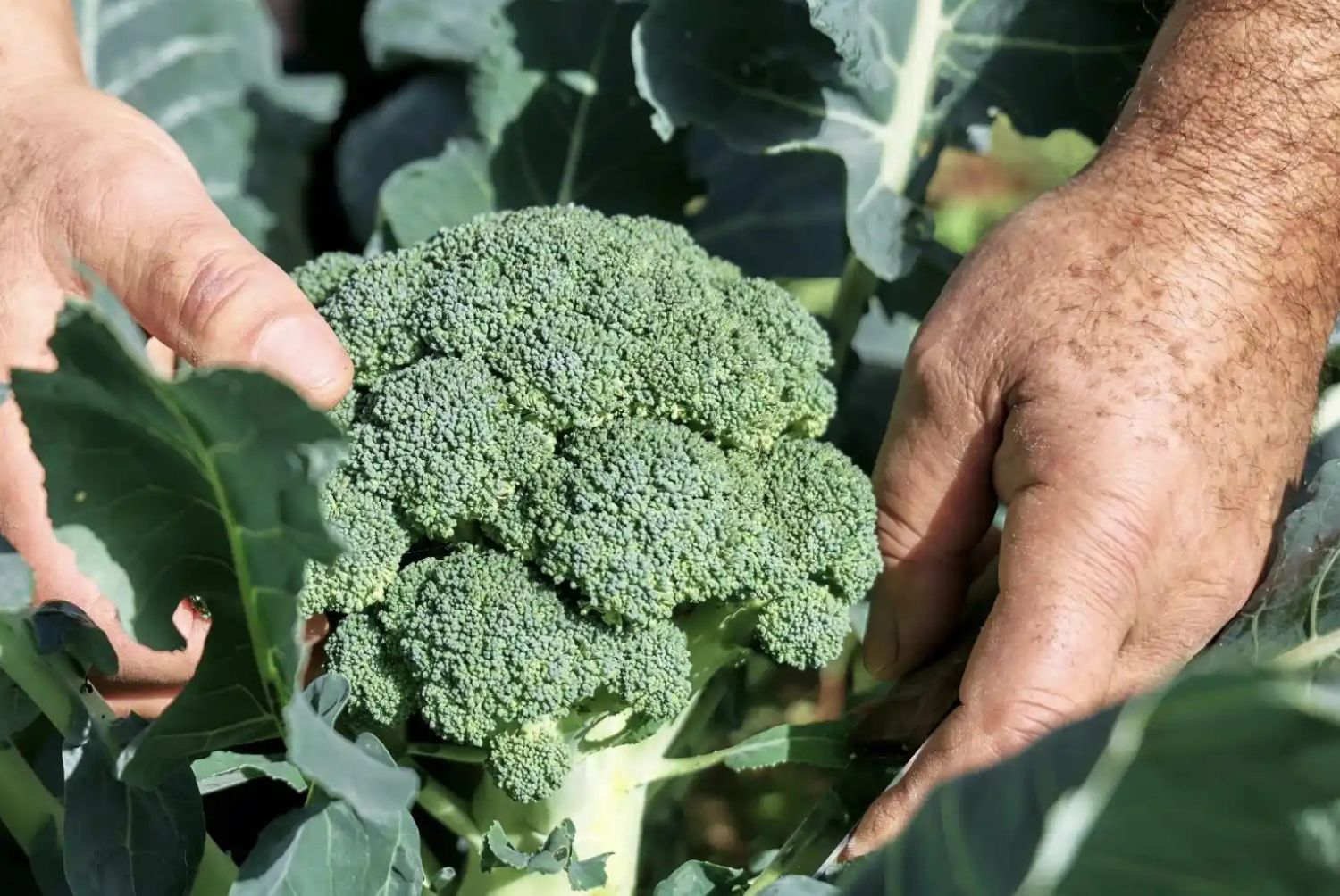 Cultivo de Brócoli