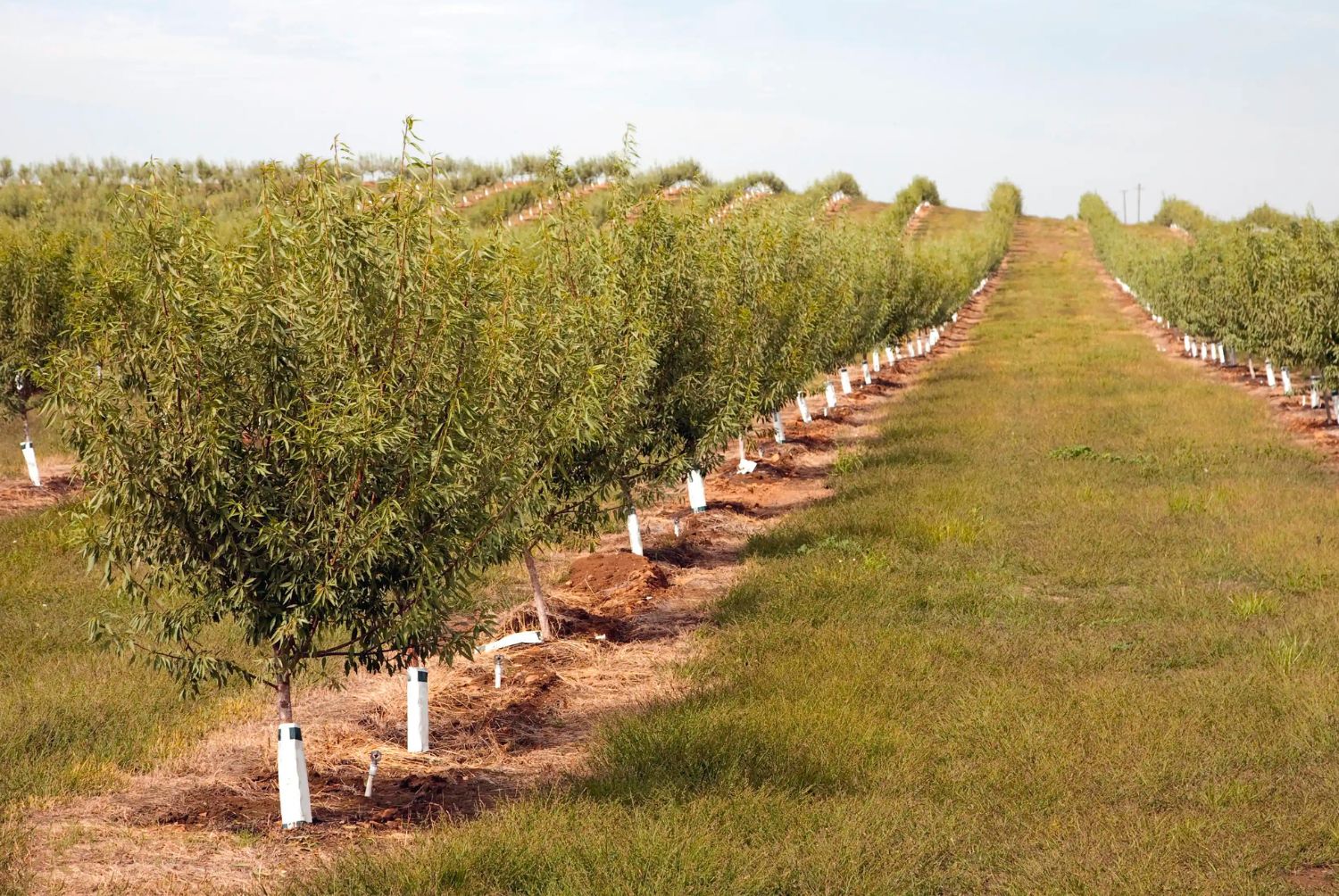 Cultivo de almendro