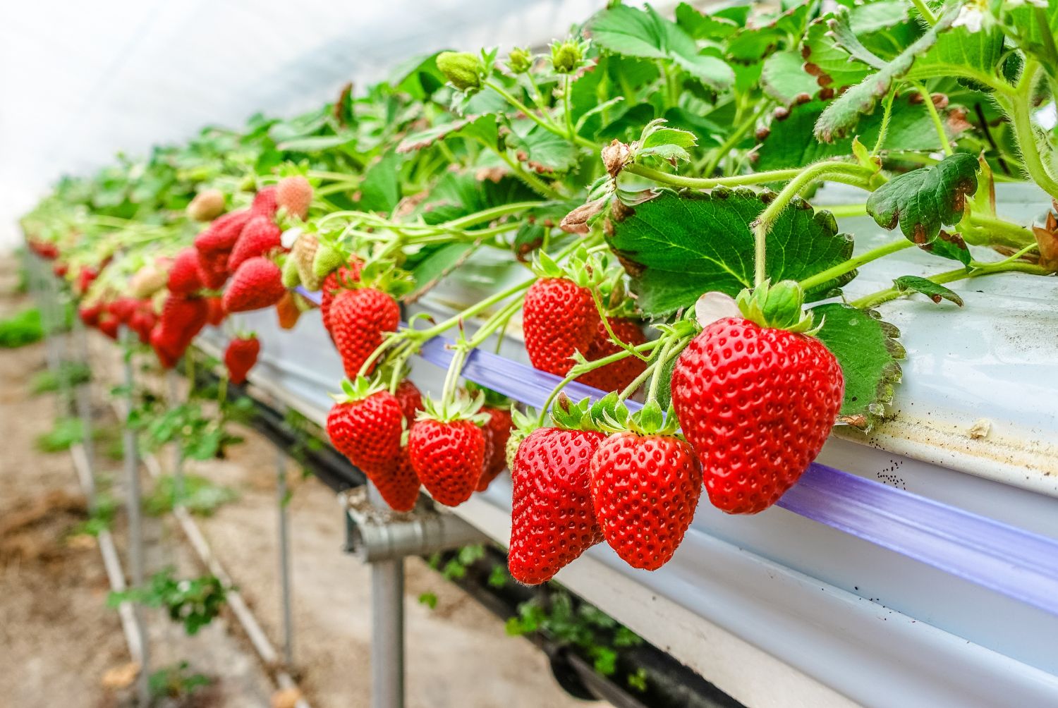 Fresas