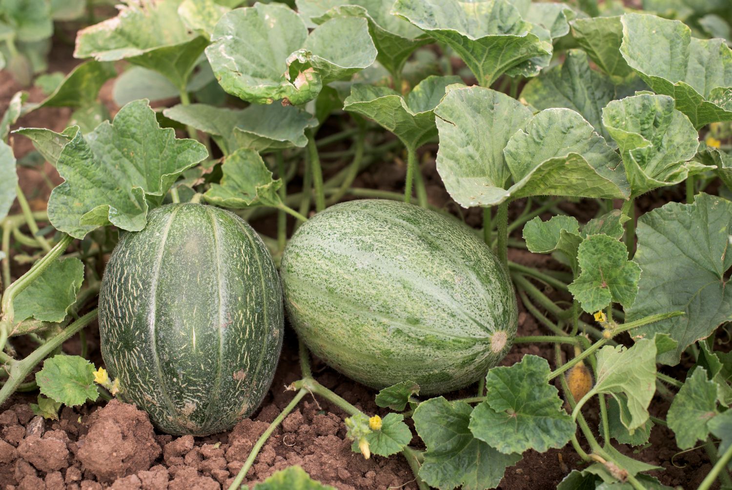 Cultivo de Melón