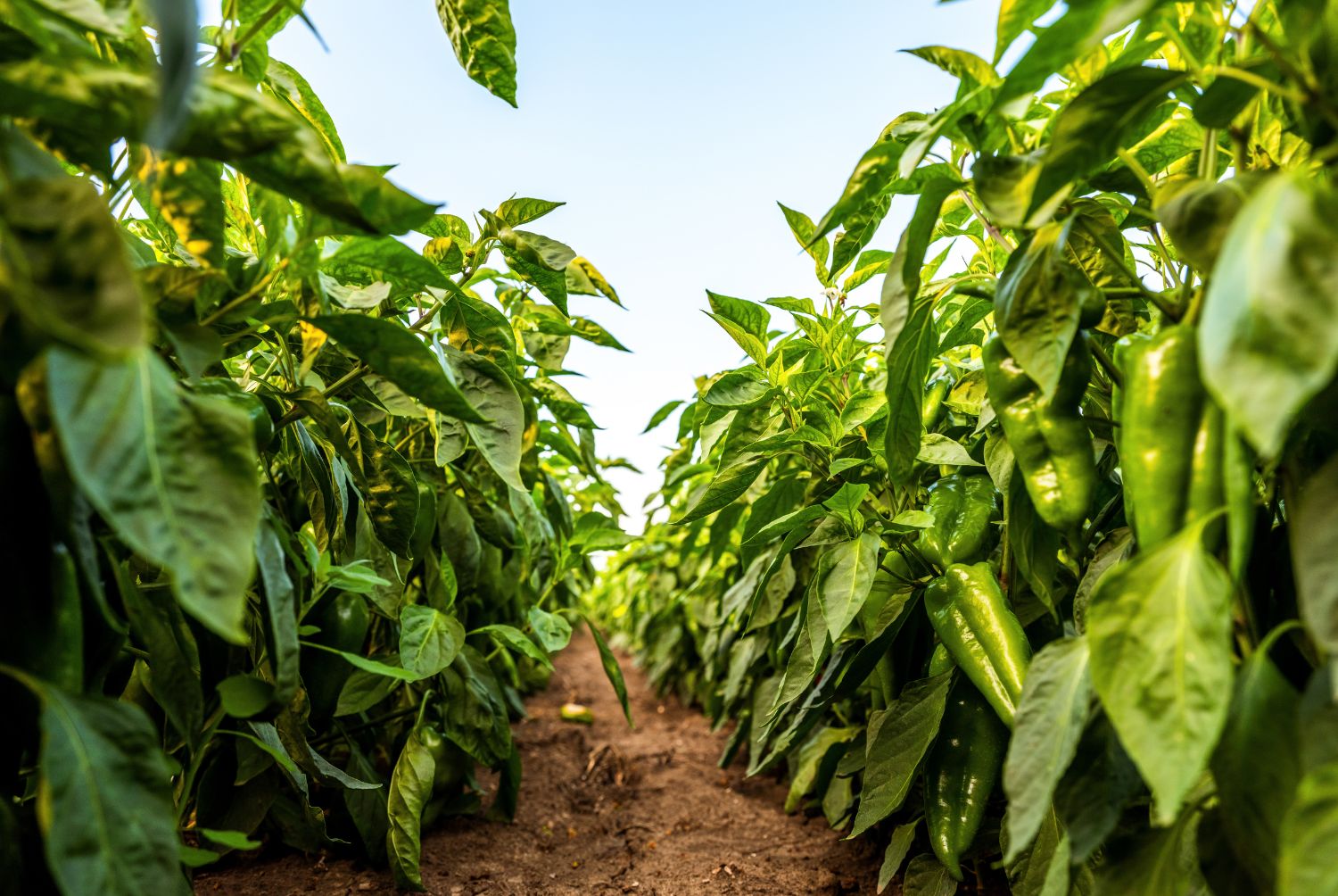 tipos de pimiento