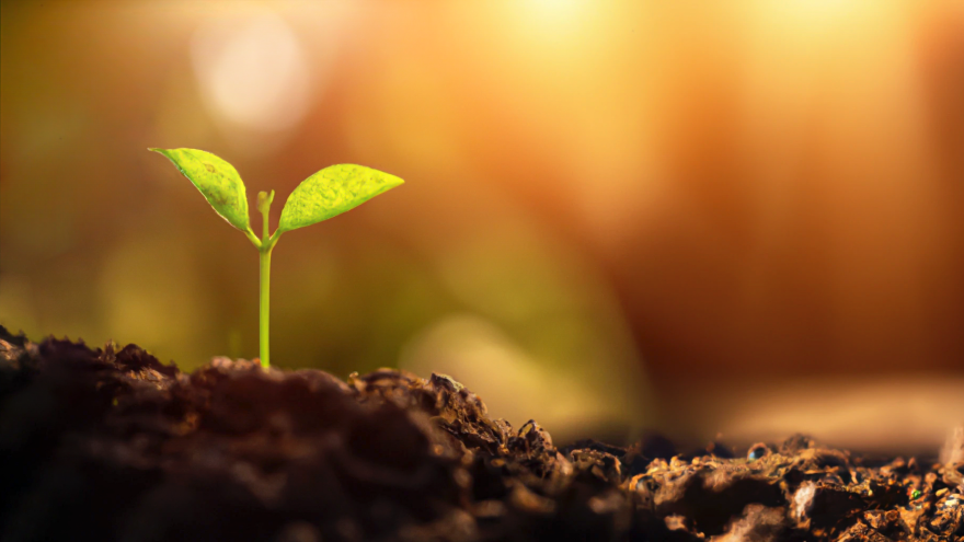 imagen de planta creciendo