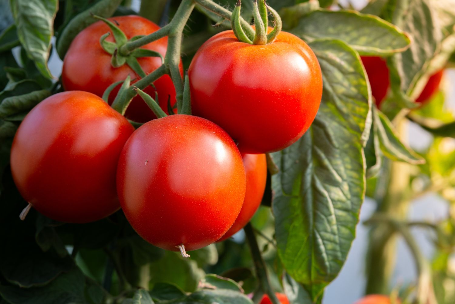 Cultivo de tomate
