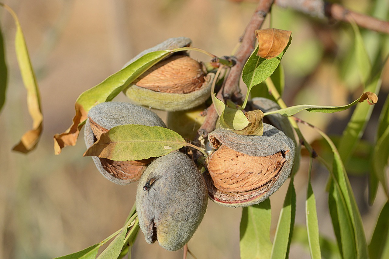 Cultivo de almendros