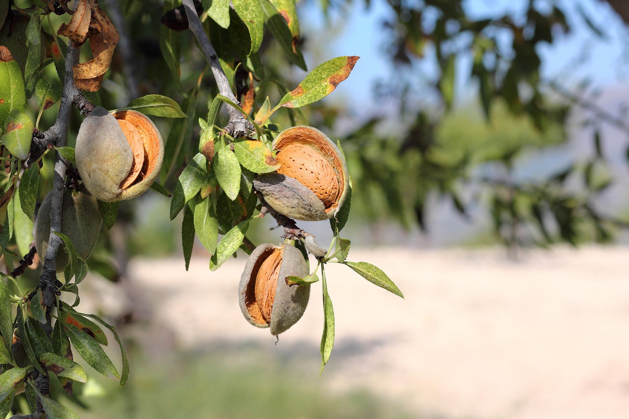 cultivo del almendro
