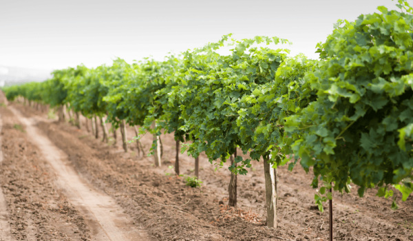 Imagen de un cultivo de viña