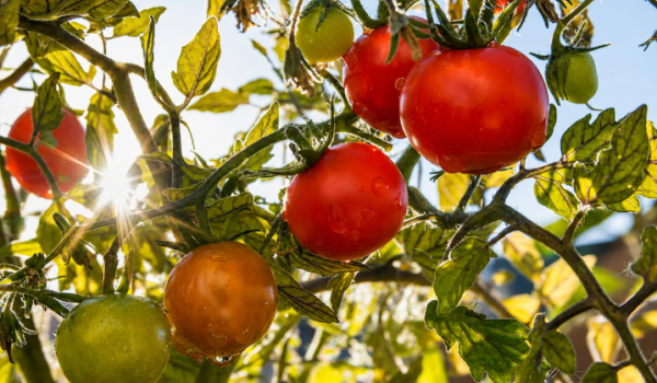 Tomate-Cultivo
