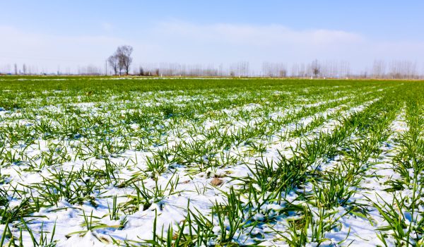 Green wheat with snow and blue sky in winter.