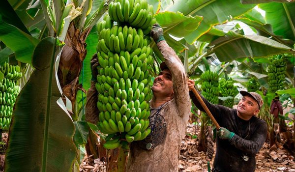 canarias_agricultores
