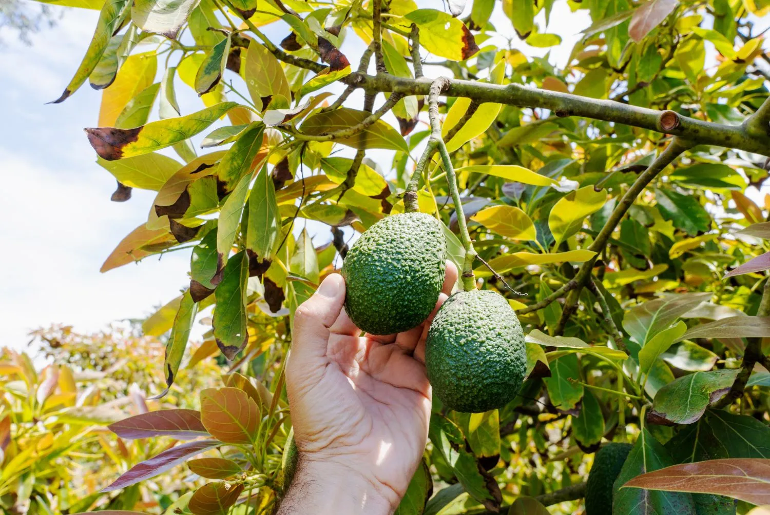 Cultivo de Aguacates