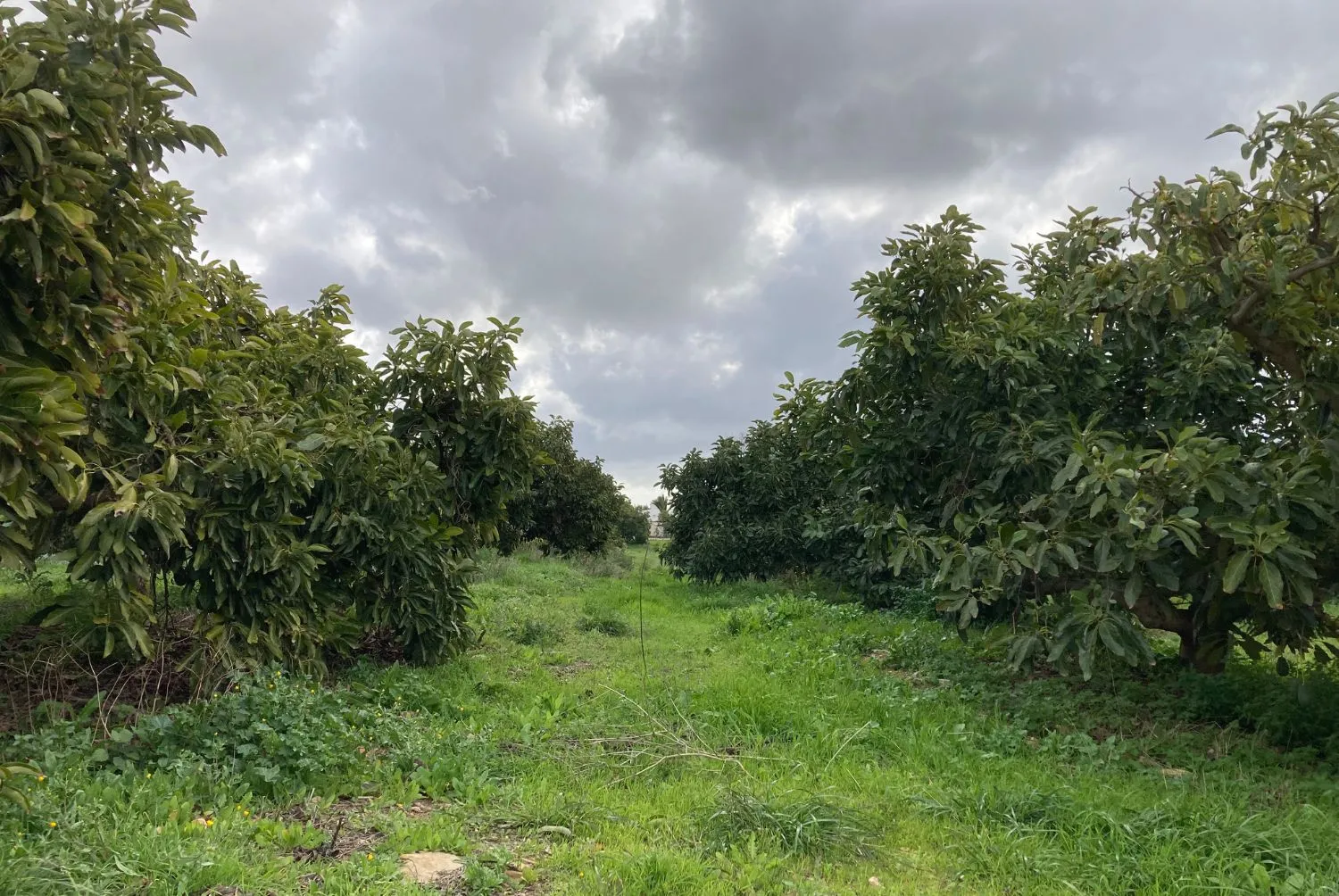 Cultivo de Aguacate Hass