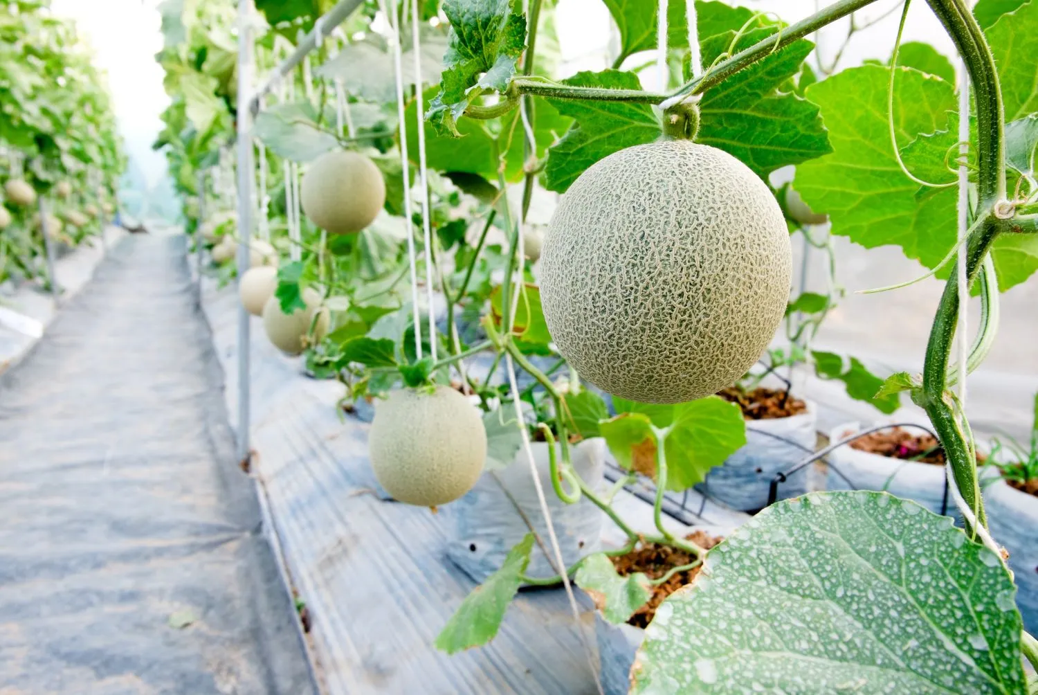 Cultivo de Melón