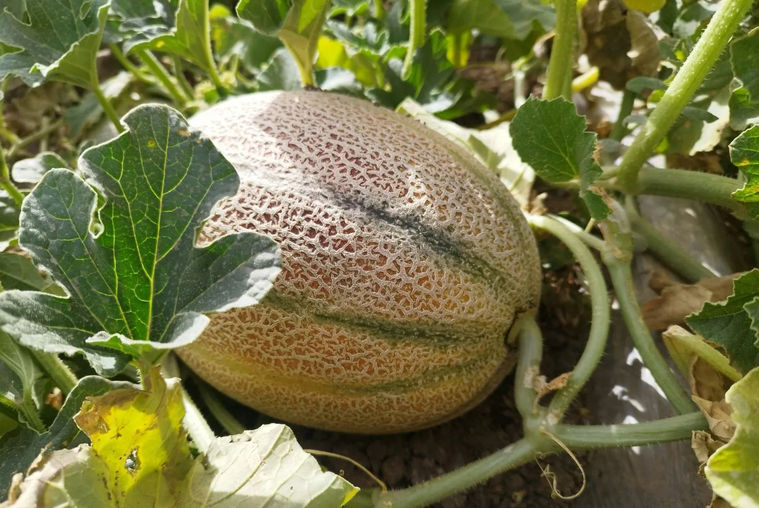 Cultivo de Melón