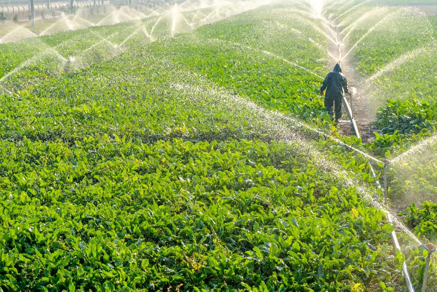 automatización de regadía